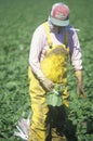 Migrant workers harvest crops