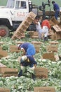 Migrant workers harvest crops in San Joaquin Valley Royalty Free Stock Photo