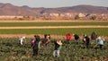 Migrant Workers Hoeing Lettuce Field Royalty Free Stock Photo