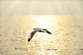 Migrate seagull in sunset. Royalty Free Stock Photo