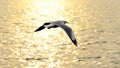 Migrate seagull in sunset. Royalty Free Stock Photo