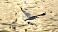 Migrate seagull in sunsets. Royalty Free Stock Photo