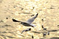 Migrate seagull in sunsets. Royalty Free Stock Photo