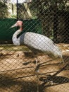 Migrated bird caged in the zoo