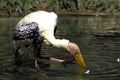 Migrated Painted Storks in Indian Continent