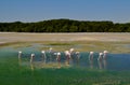 Migrated small group of flamingos in the green lake pond