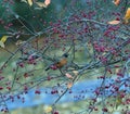 Migrating American Robin feeding on berries