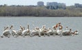 Migrating American white pelicans in Cherry Creek State Park, Denver, Colorado