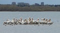 Migrating American white pelicans in Cherry Creek State Park, Denver, Colorado