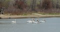 Migrating American white pelicans in Cherry Creek State Park, Denver, Colorado