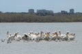 Migrating American white pelicans in Cherry Creek State Park, Denver, Colorado