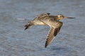 A migrating Bar Tailed Godwit flying across the water near a stopover roost