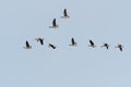 Migrating Bean Geese in V-formation