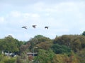 Cormorants Scouting Party Arrives At Lake Royalty Free Stock Photo