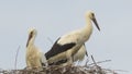 Migrating Birds and Storks Nests. Nesting Stork.