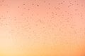 Migrating birds on stunning warm sunset background with vibrant orange red yellow colors and scenery Royalty Free Stock Photo