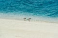 Migrating Birds on tropical Island Royalty Free Stock Photo