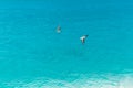 Migrating Birds over turquoise water of Pacific Ocean