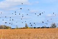 Migrating Black Birds Flying Above Farm Field