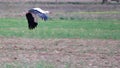 Migrating black and white stork