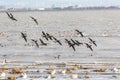 Migrating Brant goose