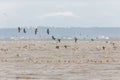 Migrating Brant goose