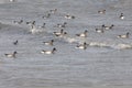 Migrating Brant goose