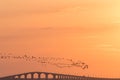 Migrating Brent Geese by a bridge in sunset