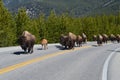 Migrating Buffalo in Yellowstone National Park.