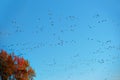 Migrating canada geese Royalty Free Stock Photo