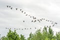 Migrating Canada Gooses Royalty Free Stock Photo