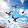 Migrating Canadian Geese Royalty Free Stock Photo