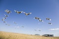 Migrating cranes Royalty Free Stock Photo