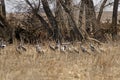 Migrating Cranes in a Farmers field