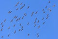 Migrating Cranes in Flight Royalty Free Stock Photo