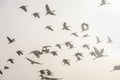 Migrating cranes fly Royalty Free Stock Photo