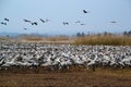 Migrating cranes at Hula valley, Hula lake nature reserve, Galilee, Israel