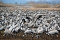 Migrating cranes at Hula valley, Hula lake nature reserve, Galilee, Israel Royalty Free Stock Photo