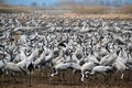 Migrating cranes at Hula valley, Hula lake nature reserve, Galilee, Israel Royalty Free Stock Photo