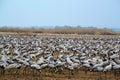 Migrating cranes at Hula valley, Hula lake nature reserve, Galilee, Israel Royalty Free Stock Photo