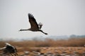 Migrating cranes at Hula valley, Hula lake nature reserve, Galilee, Israel Royalty Free Stock Photo