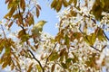 Tennessee Warbler in Flowering Serviceberry