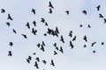 Migrating flock of black birds