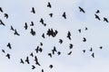 Migrating flock of rooks in flight Royalty Free Stock Photo