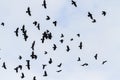 Migrating flock of rooks in quick flight Royalty Free Stock Photo