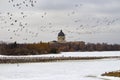 Migrating flocks Canada geese late winter Royalty Free Stock Photo