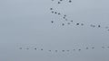 Migrating flying cranes near Bisdorf, Germany