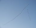 Migrating geese