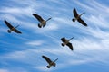 Migrating Geese Royalty Free Stock Photo