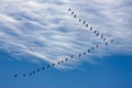 Migrating geese, cloudy sky background